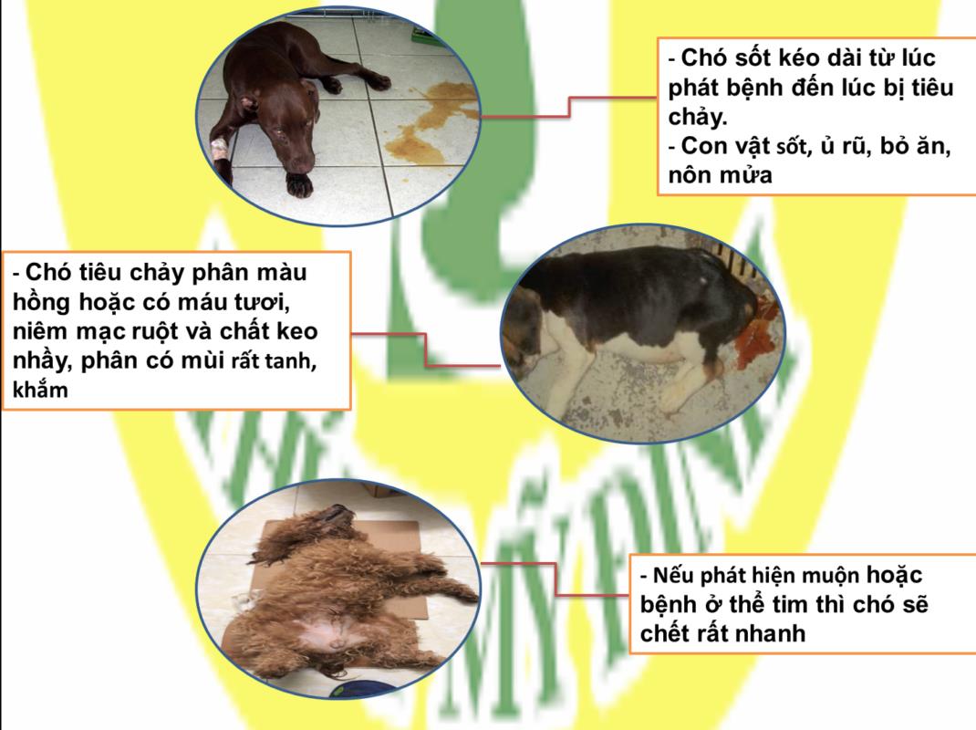 Bệnh Sùi Mào Gà là gì? Sùi mào gà ở nam & nữ là gì?