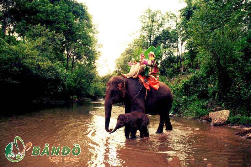 Lễ cưới cho voi của dân tộc M’nông
